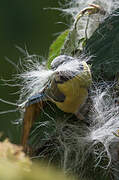 Eurasian Blue Tit