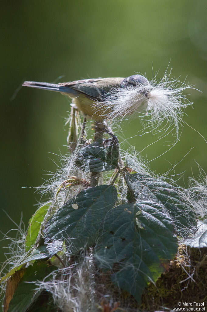 Mésange bleueadulte nuptial, Nidification