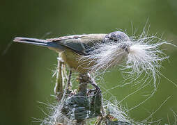 Eurasian Blue Tit