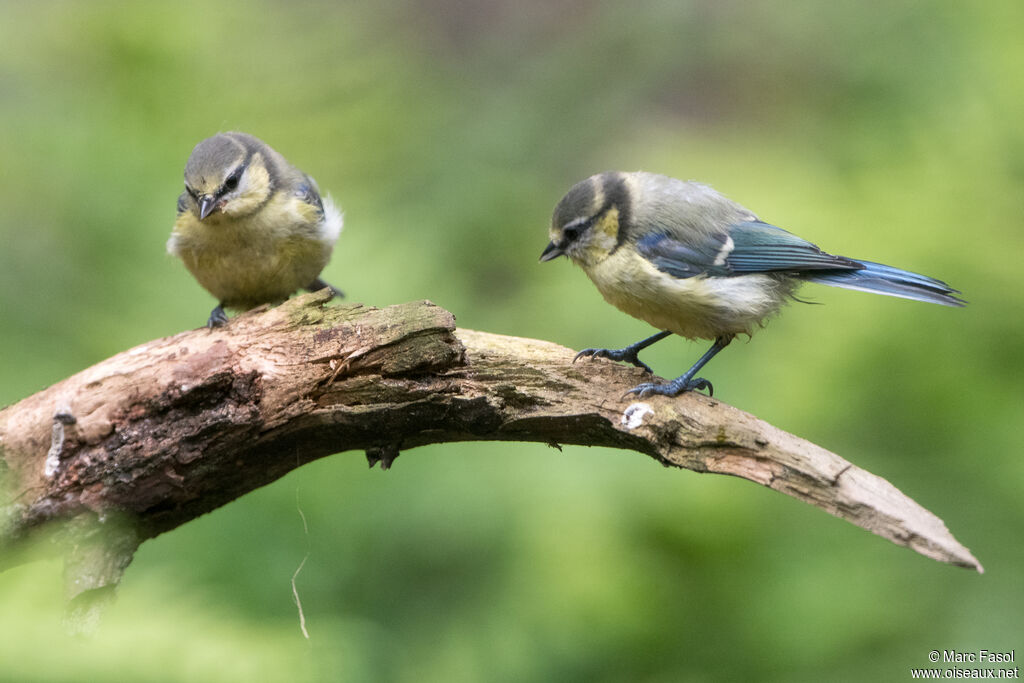 Eurasian Blue Tit female juvenile