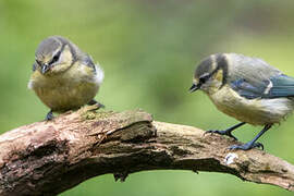 Mésange bleue