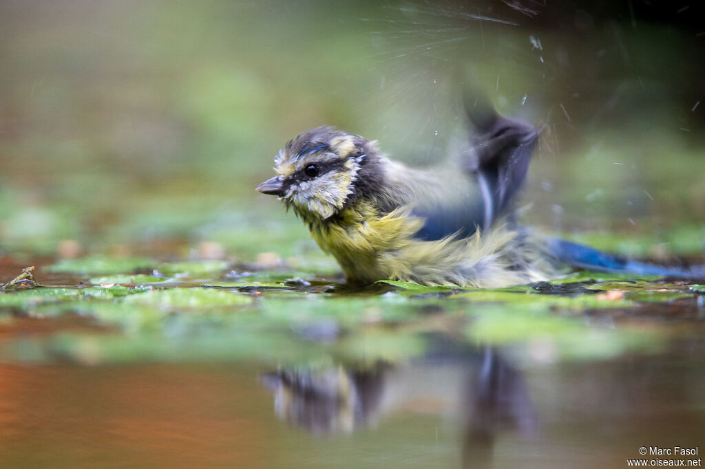 Eurasian Blue Titadult, identification, care