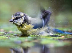 Eurasian Blue Tit