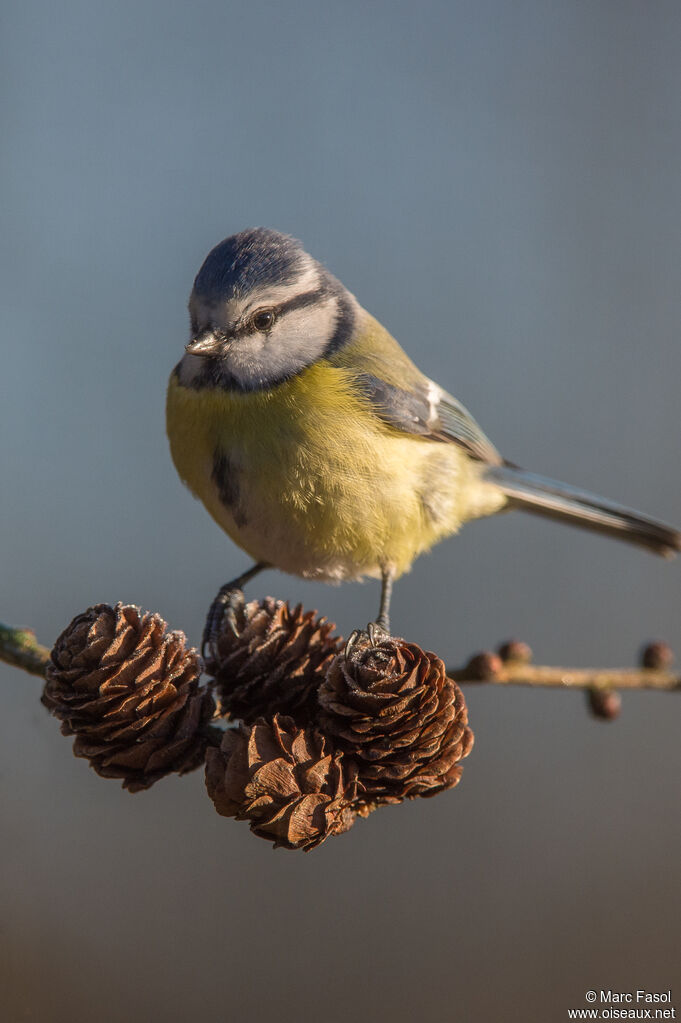 Eurasian Blue Titadult, identification