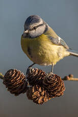 Mésange bleue