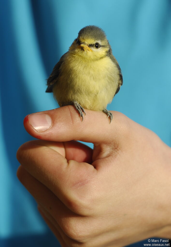 Mésange bleue1ère année, Nidification