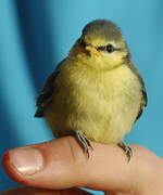 Eurasian Blue Tit