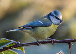 Mésange bleue