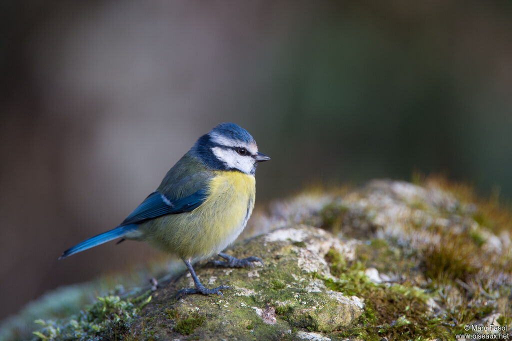 Eurasian Blue Titadult, identification