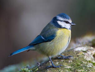 Mésange bleue