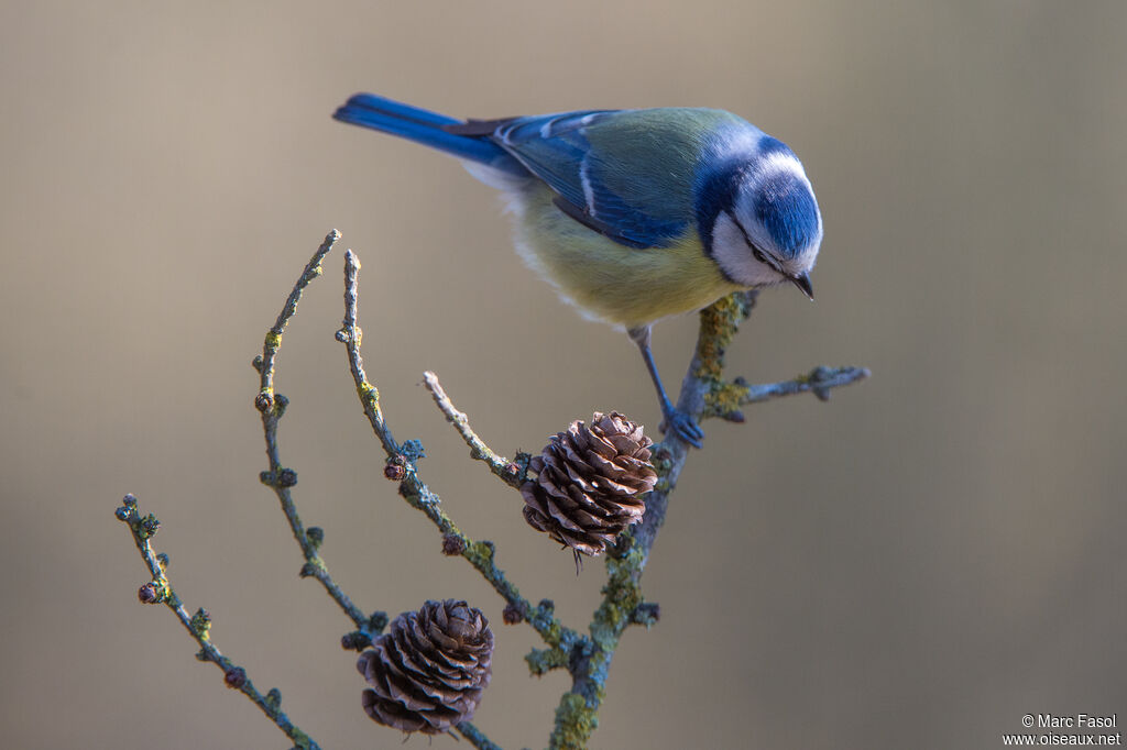 Eurasian Blue Titadult breeding, identification