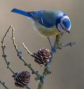 Mésange bleue