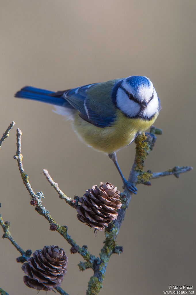 Eurasian Blue Titadult, identification