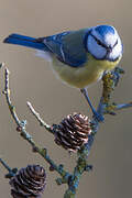 Mésange bleue