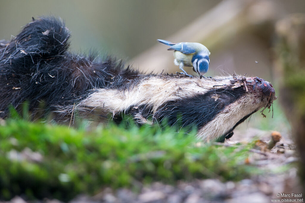 Eurasian Blue Titadult breeding