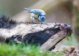 Eurasian Blue Tit