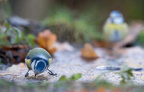 Mésange bleue