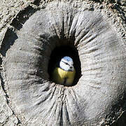 Eurasian Blue Tit