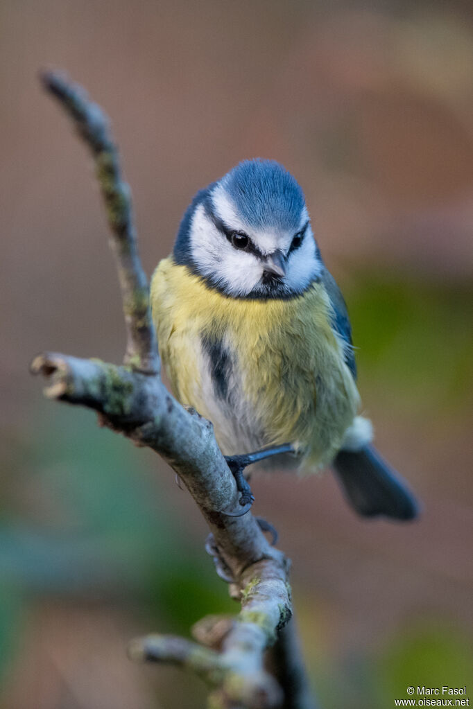 Mésange bleueadulte