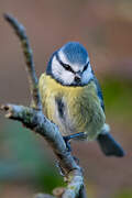 Eurasian Blue Tit