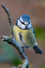 Mésange bleue