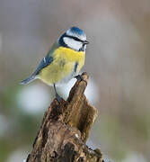 Eurasian Blue Tit