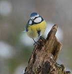 Mésange bleue