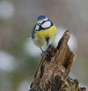 Eurasian Blue Tit