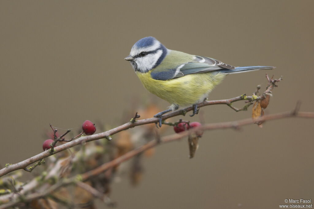 Eurasian Blue Titadult post breeding, identification