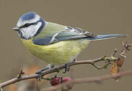 Mésange bleue