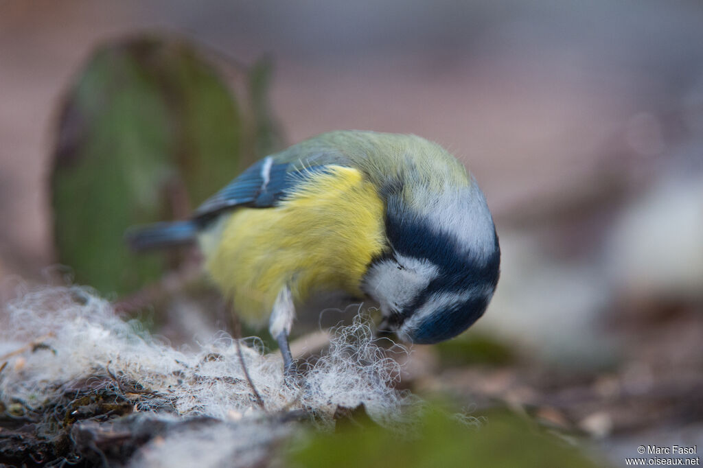 Eurasian Blue Titadult, identification, Reproduction-nesting