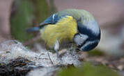 Mésange bleue