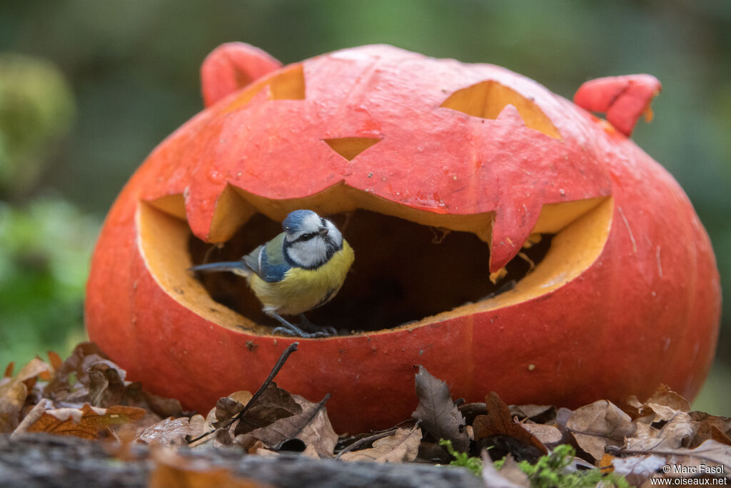 Eurasian Blue Tit, identification, eats