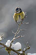 Mésange bleue