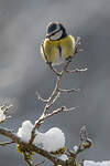 Mésange bleue