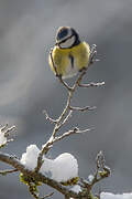 Eurasian Blue Tit