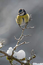 Mésange bleue