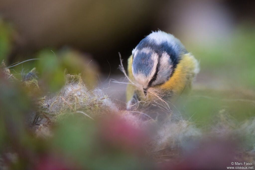 Mésange bleue