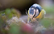 Mésange bleue