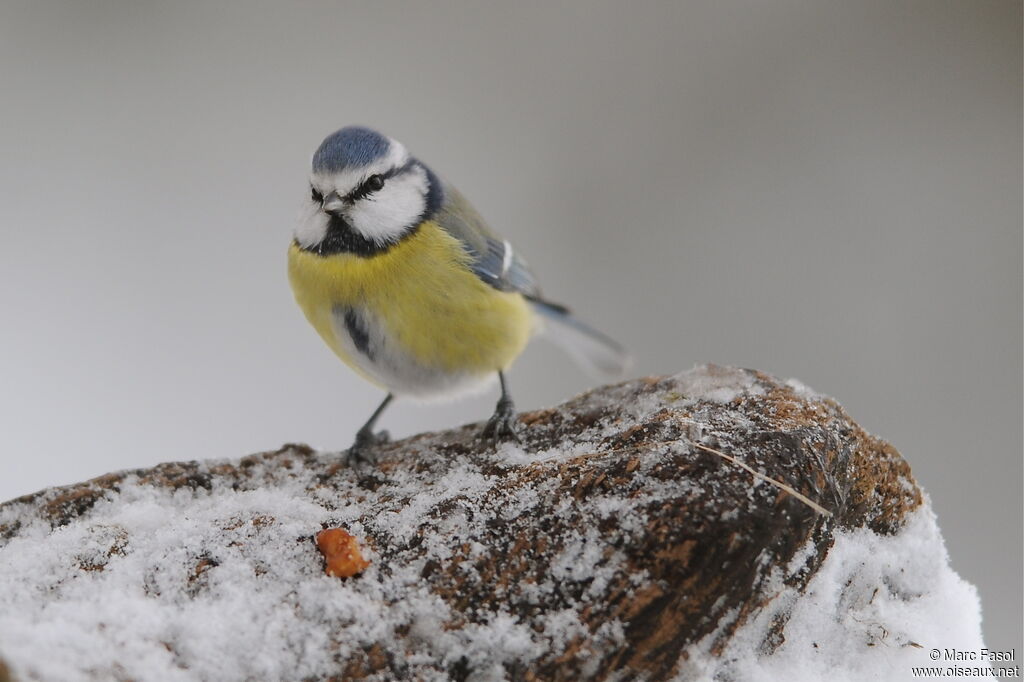 Eurasian Blue Titadult post breeding, identification