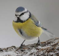 Mésange bleue