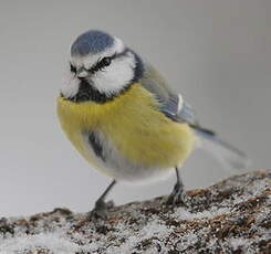 Mésange bleue