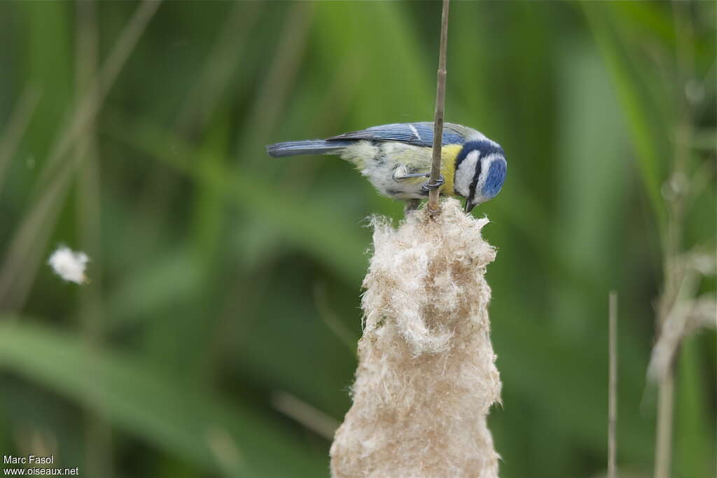 Mésange bleueadulte nuptial, régime, Comportement