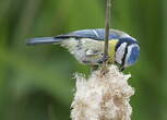 Mésange bleue