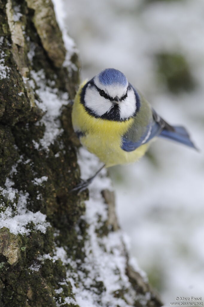 Eurasian Blue Titadult post breeding, identification