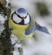 Mésange bleue