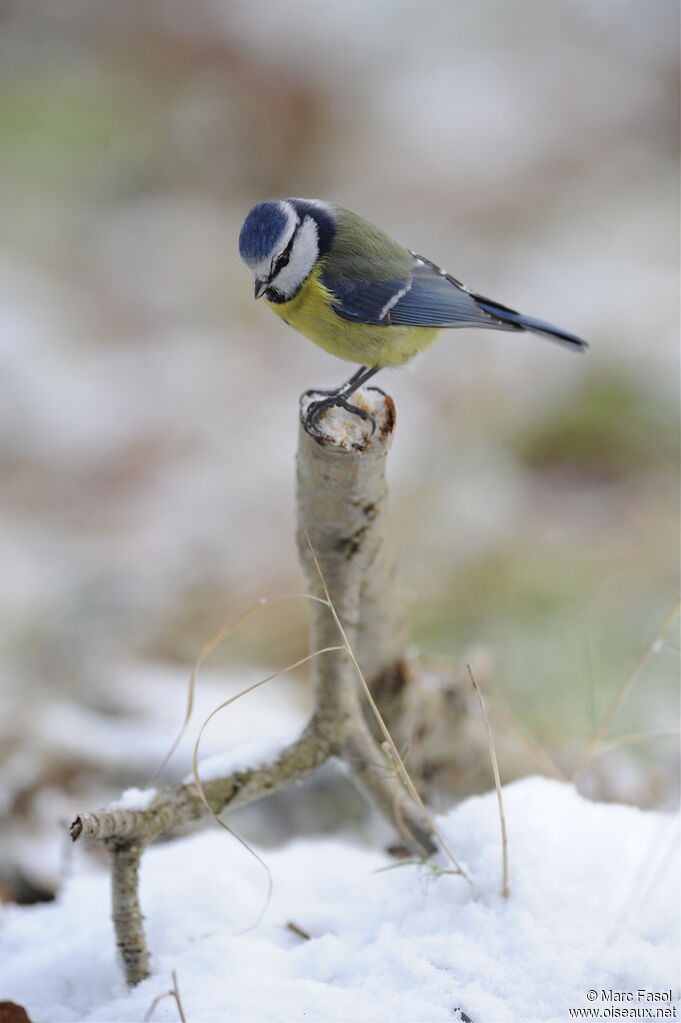 Eurasian Blue Titadult post breeding, identification