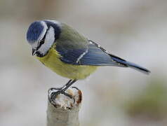 Eurasian Blue Tit