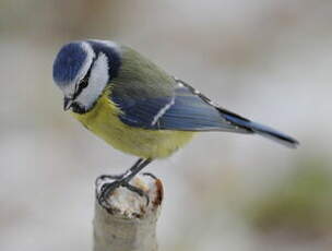 Mésange bleue