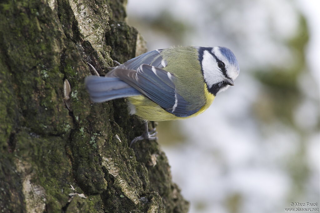 Eurasian Blue Titadult post breeding, identification